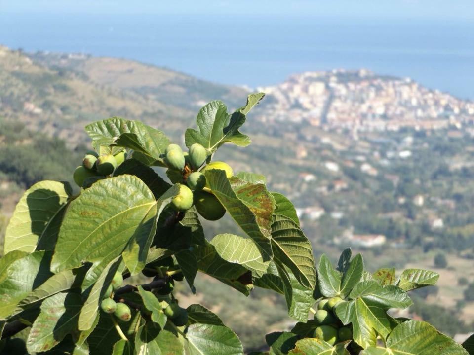 Bed and Breakfast Casale San Martino à Laureana Cilento Extérieur photo